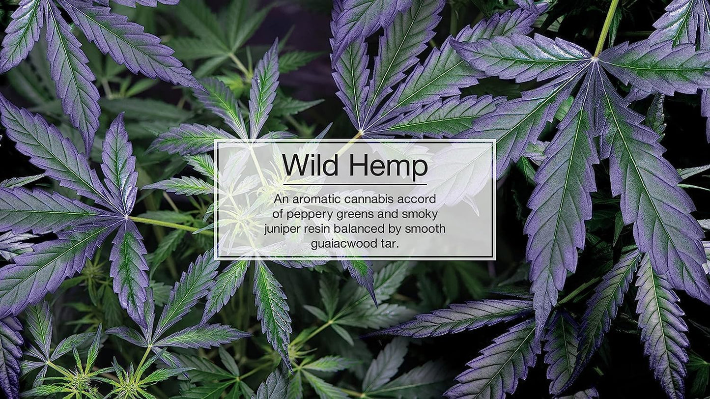 Little Trees Car Air Freshener | Hanging Paper Tree for Home or Car | Wild Hemp | 1 Pack