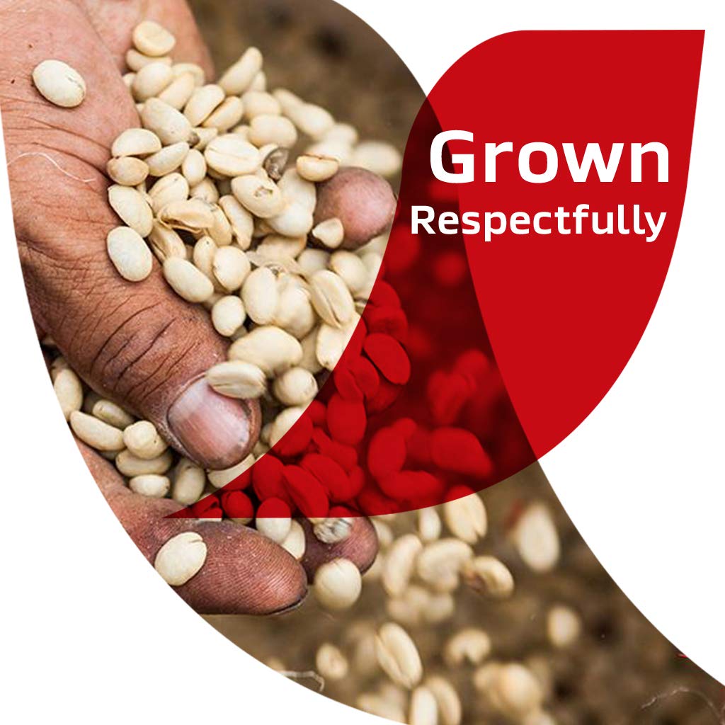 Nescafe Clasico Instant Coffee, 7-Ounce Jars (Pack of 12)