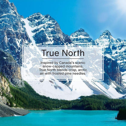 LITTLE TREES CAR FRESHNER U1P17146 Little Trees Air Fresheners, True North