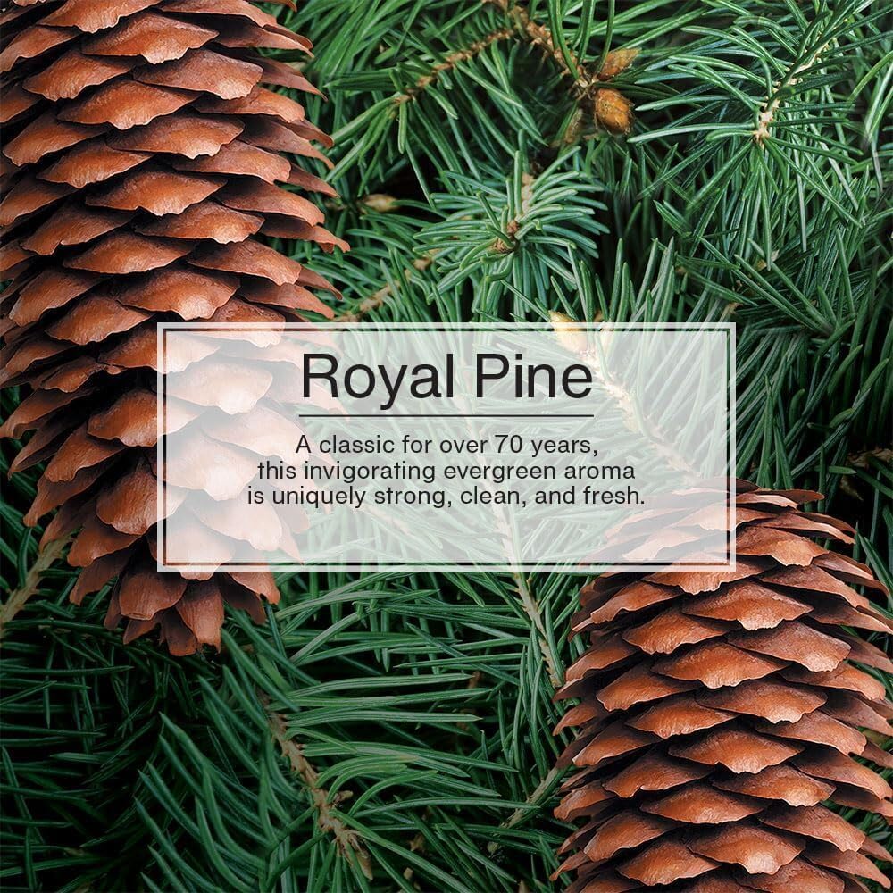 LITTLE TREES Car Air Freshener | Hanging Paper Tree for Home or Car | Royal Pine | 6 Pack