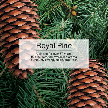 LITTLE TREES Car Air Freshener | Hanging Paper Tree for Home or Car | Royal Pine | 6 Pack