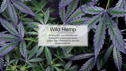 Little Trees Car Air Freshener | Hanging Paper Tree for Home or Car | Wild Hemp | 1 Pack