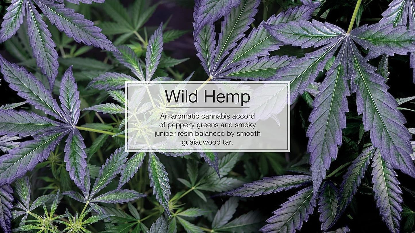 LITTLE TREES Air Fresheners Car Air Freshener. Hanging Tree Provides Long Lasting Scent for Auto or Home. Wild Hemp, 24 Air Fresheners